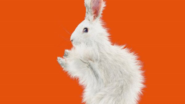 rabbit-dance
